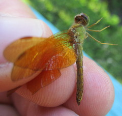 Perithemis icteroptera