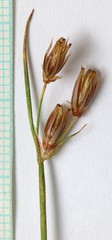 Juncus drummondii