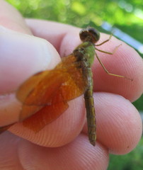 Perithemis icteroptera