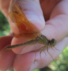 Perithemis icteroptera