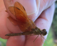 Perithemis icteroptera