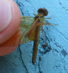 Perithemis icteroptera