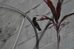 Icterus pyrrhopterus valenciobuenoi