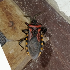 Brontostoma colossus