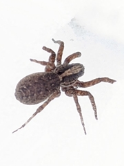 Varacosa avara