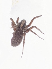 Varacosa avara
