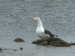 Media resource of Larus marinus