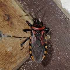 Brontostoma colossus