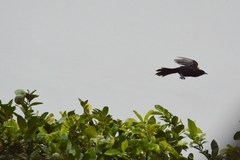 Icterus pyrrhopterus valenciobuenoi