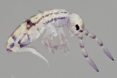 Orchesella celsa