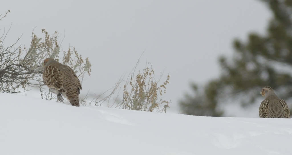 Gray Partridge from Okanagan-Similkameen, BC, Canada on January 9, 2022 ...