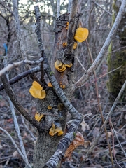 Tremella mesenterica