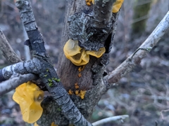 Tremella mesenterica