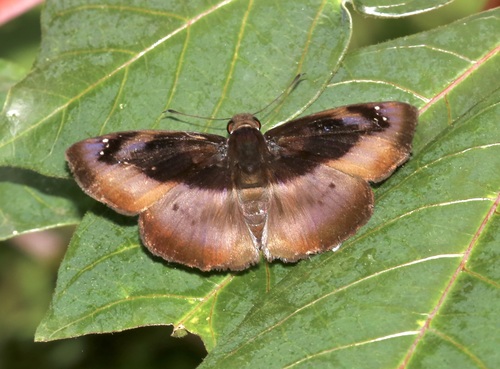 Zera nolckeni