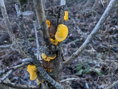Tremella mesenterica