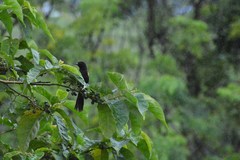 Icterus pyrrhopterus valenciobuenoi