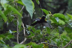 Icterus pyrrhopterus valenciobuenoi