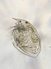 Chydoridae