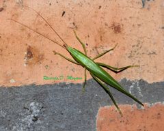 Neoconocephalus flavirostris
