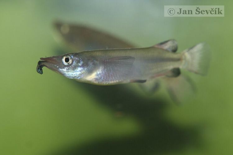 Celebes Halfbeak