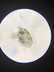 Chydoridae