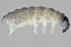 Neanuroidea