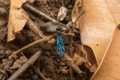 Dotocryptus pedisequus