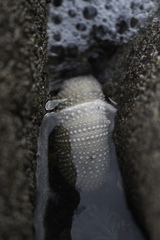 Strongylocentrotus purpuratus