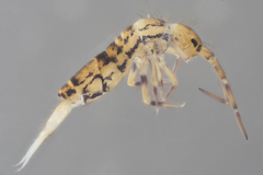 Orchesella celsa
