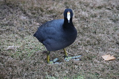 Fulica americana