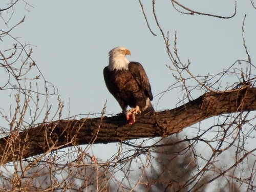Bald Eagle photographed in New York