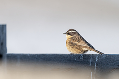 Brown Accentor photo 3