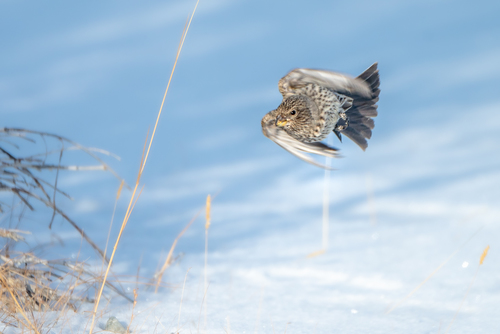Great Rosefinch, Kosh-Agachskiy rayon, Gorno-Altay, Russia, photo 10 of 10
