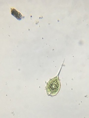 Phacus longicauda