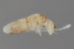 Pseudosinella
