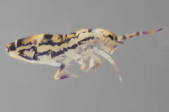 Orchesella celsa