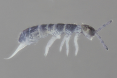 Desoria trispinata