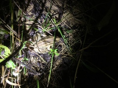 Leptodactylus latrans