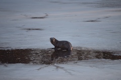 Lontra canadensis pacifica