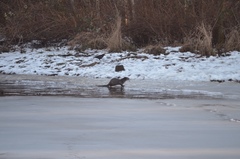 Lontra canadensis pacifica