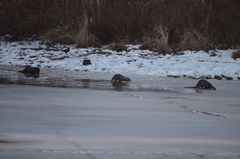 Lontra canadensis pacifica