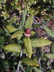 Quercus miquihuanensis