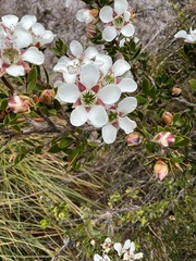Leptospermum nitidum