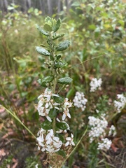 Olearia myrsinoides