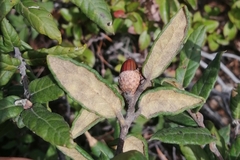 Quercus miquihuanensis