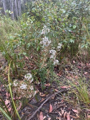 Olearia myrsinoides