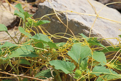 Cuscuta indecora