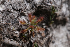 Drosera verrucata