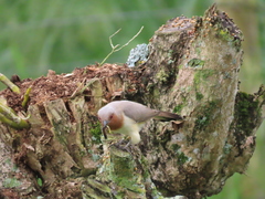 Coccycua pumila