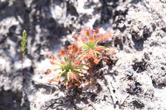Drosera verrucata